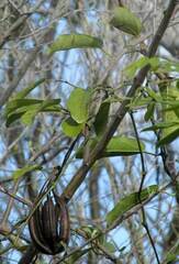 Aristolochia maxima