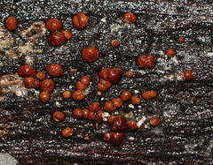 Trichoderma nothescens