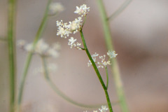Platysace filiformis
