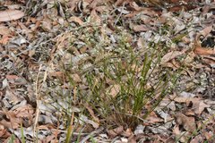 Platysace filiformis