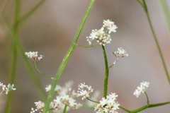 Platysace filiformis