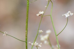Platysace filiformis