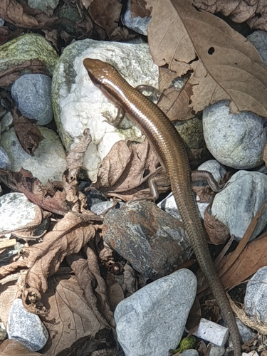 Plestiodon elegans
