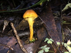 Cortinarius sinapicolor