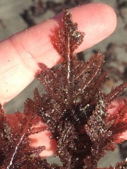 Neoptilota densa