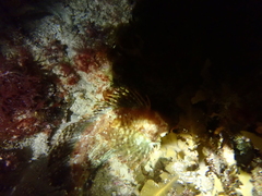 Chironemus maculosus