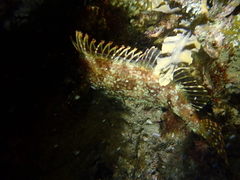 Chironemus maculosus