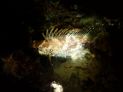 Chironemus maculosus