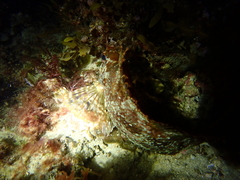 Chironemus maculosus