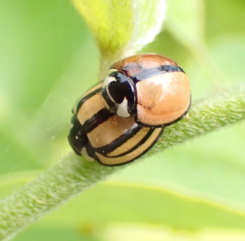Striped Lady Beetle
