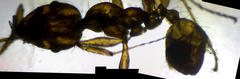 Monomorium pharaonis