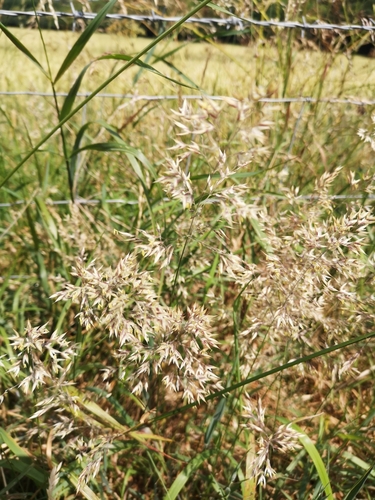 Image of Holcus mollis by (c) Robyn, some rights reserved (CC BY)