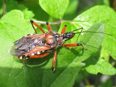 Rhynocoris iracundus