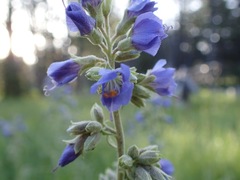 Polemonium occidentale