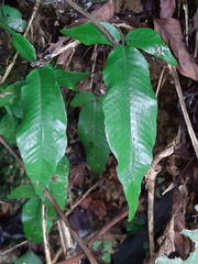 Grypothrix triphylla