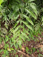 Tectaria phaeocaulis