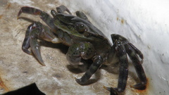 Hemigrapsus sanguineus