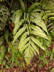 Tectaria phaeocaulis