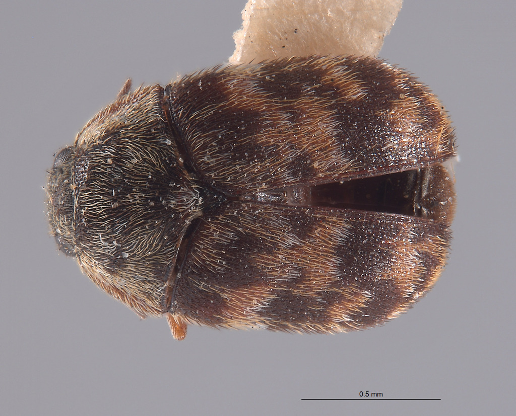 Trogoderma sternale maderae
