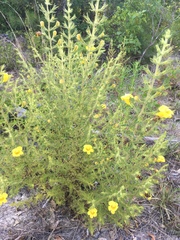 Aureolaria pedicularia