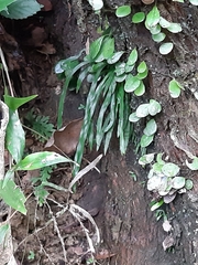 Haplopteris anguste-elongata