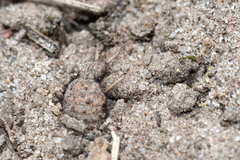 Myrmeleon formicarius