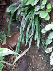 Haplopteris anguste-elongata