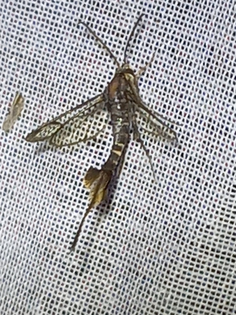 Synanthedonini from San Antonio de Oriente, Francisco Morazán, Honduras