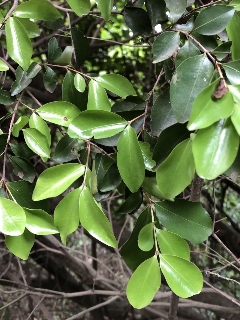 Angle-stemmed Myrtle
