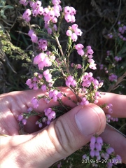 Erica gracilis