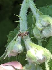 Closterotomus fulvomaculatus