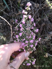 Erica gracilis