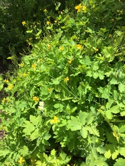Chelidonium majus