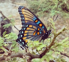 Limenitis arthemis arizonensis