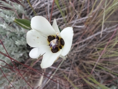 Calochortus bruneaunis