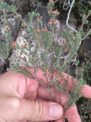 Erica oreotragus