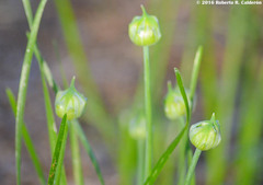 Allium canadense