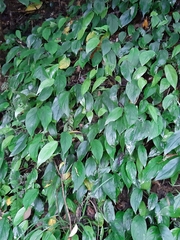 Rhaphidophora hongkongensis