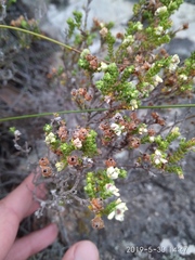 Erica fimbriata