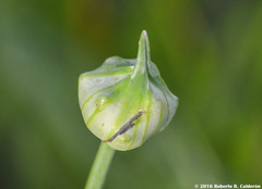 Allium canadense