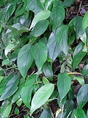 Rhaphidophora hongkongensis