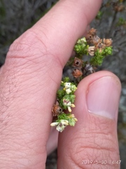 Erica fimbriata