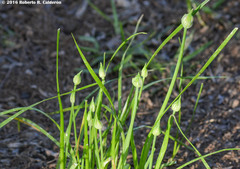 Allium canadense