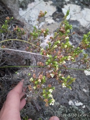 Erica fimbriata