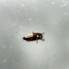 Staphylinus dimidiaticornis