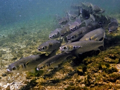 Flathead Grey Mullet photo 5