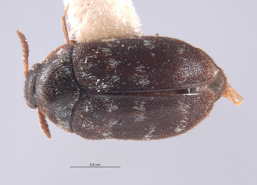 Trogoderma paralia