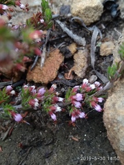 Erica phaeocarpa