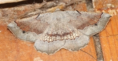 Drepanogynis mixtaria