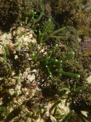 Caulerpa brownii